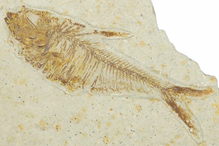 Bargain, Fossil Fish (Diplomystus) - Wyoming #354027